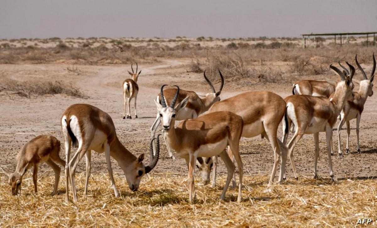 الجفاف يقتل نصف غزلان الريم في محمية ساوة العراقية